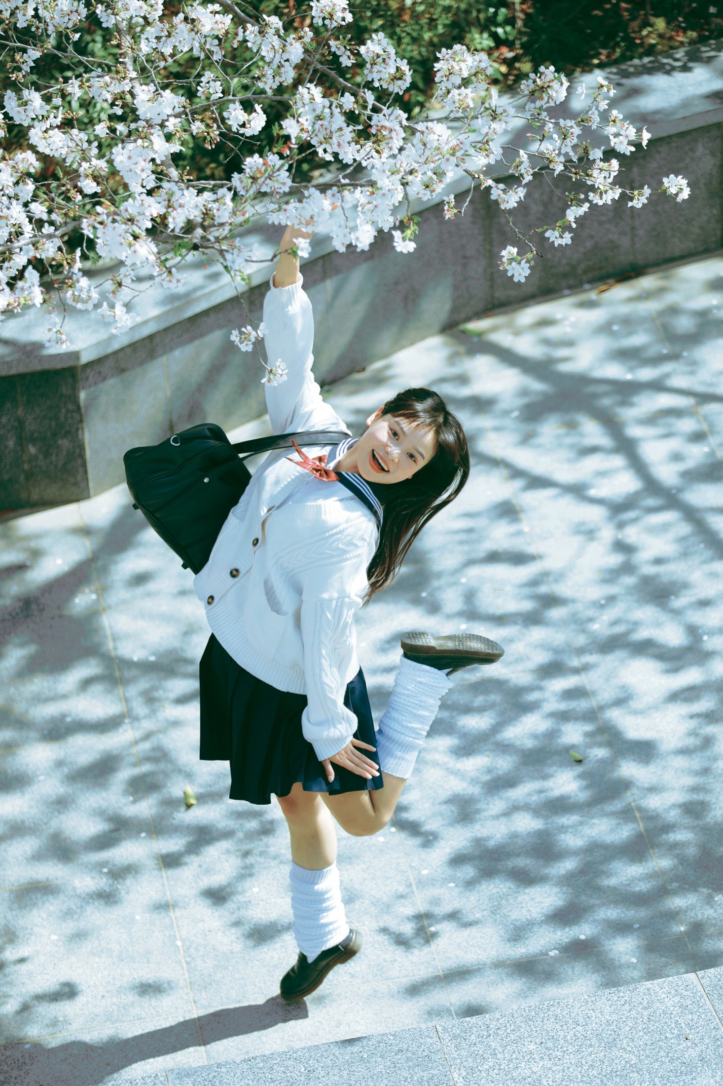 萌三碎 - 《白樱少女》[12P]