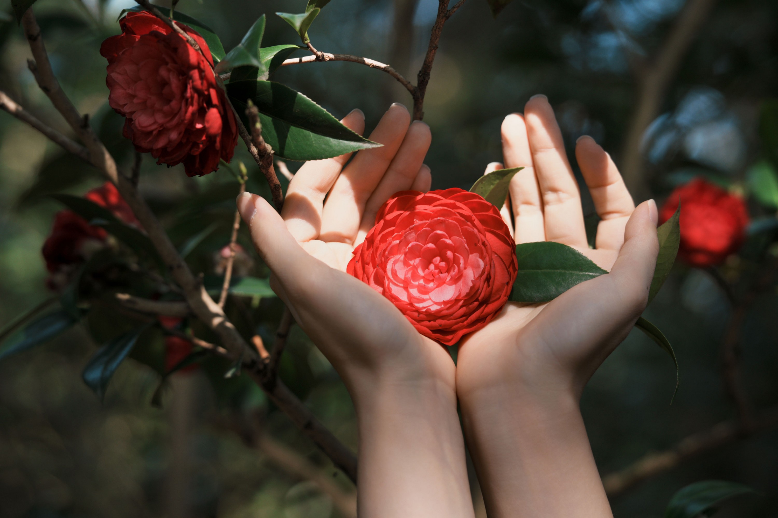 曲清河 - 《当深黑制服的沉静遇上山茶花的热烈》[18P]