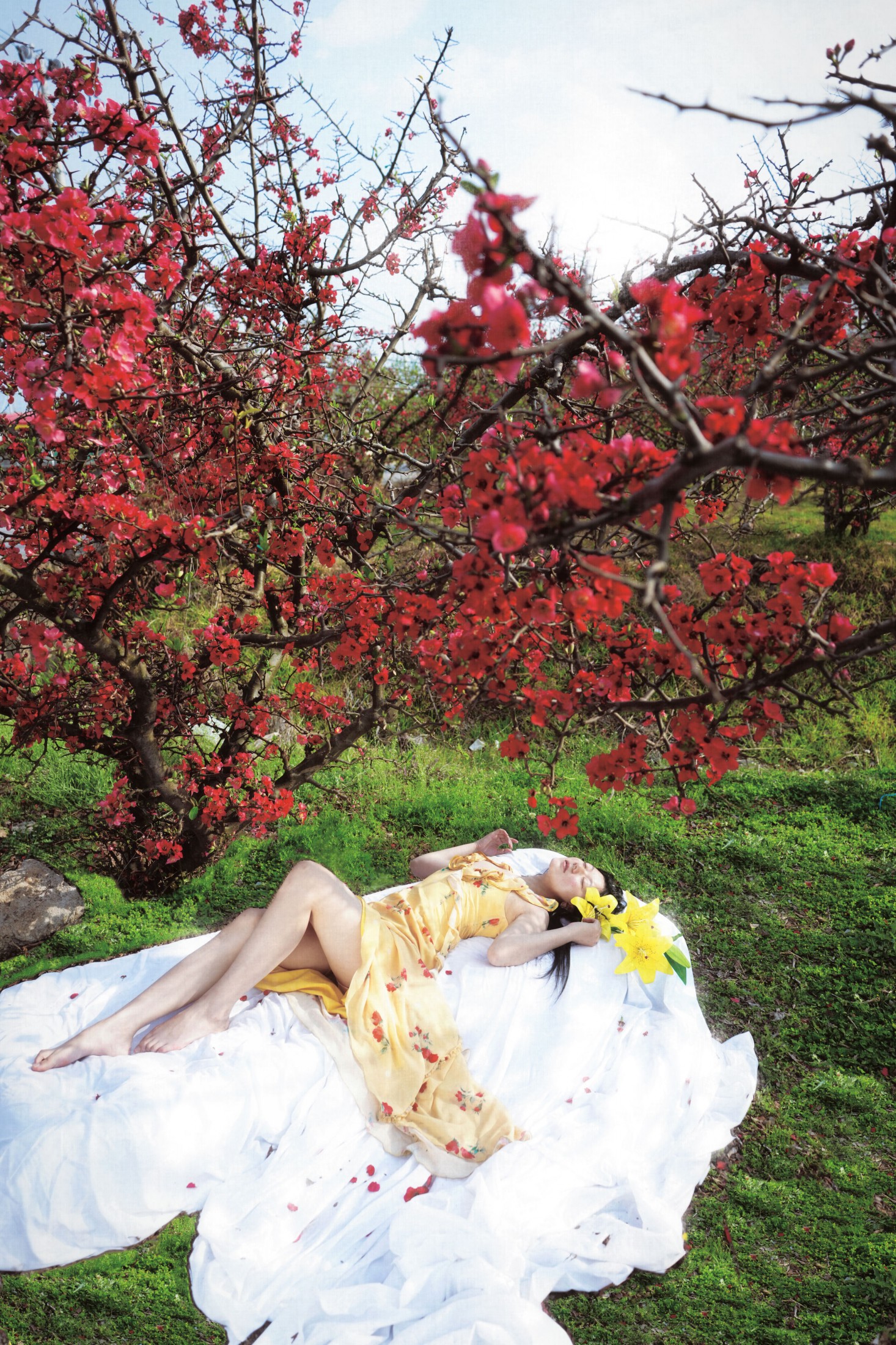 《在大理拍到了酸木瓜花》[9P]