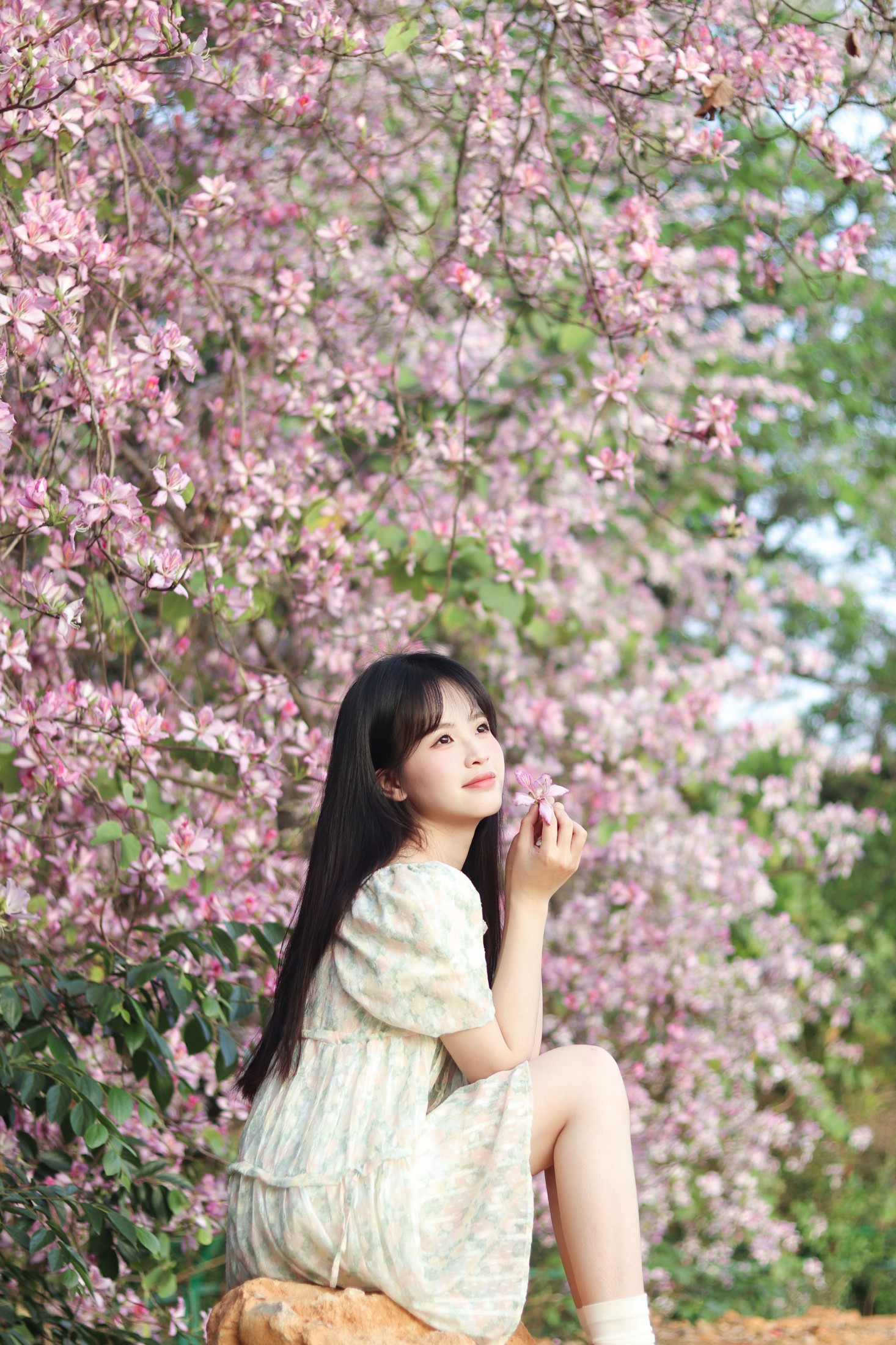 《紫荆花满城》[21P]