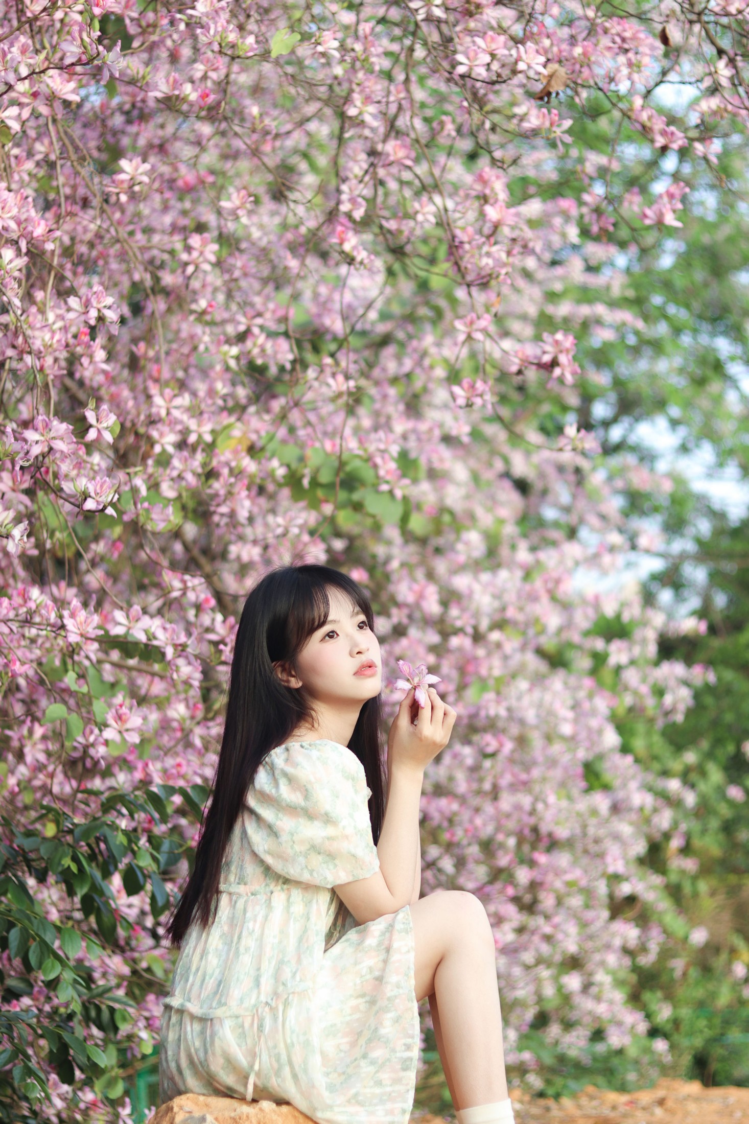 《紫荆花满城》[21P]