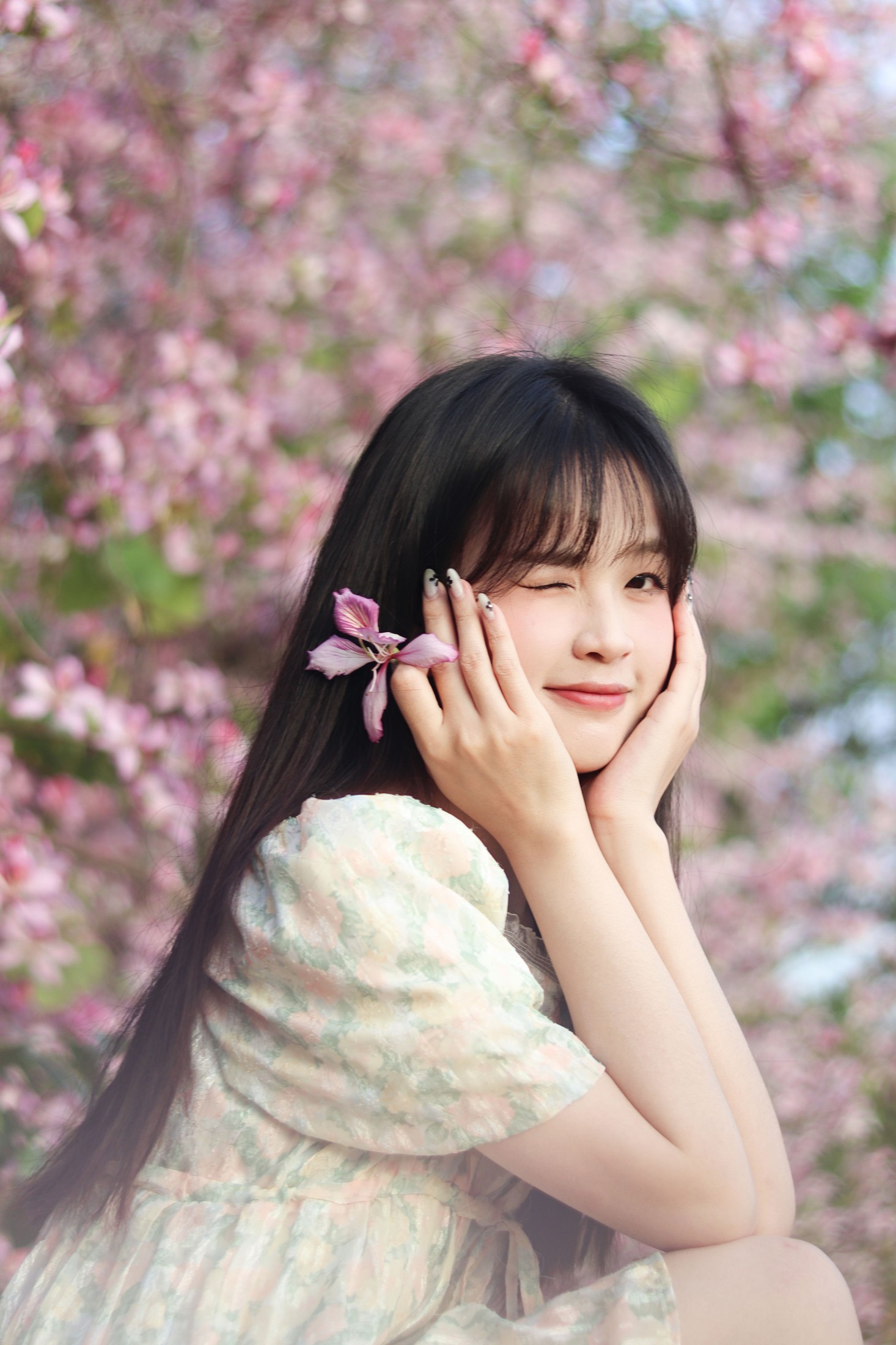 《紫荆花满城》[21P]