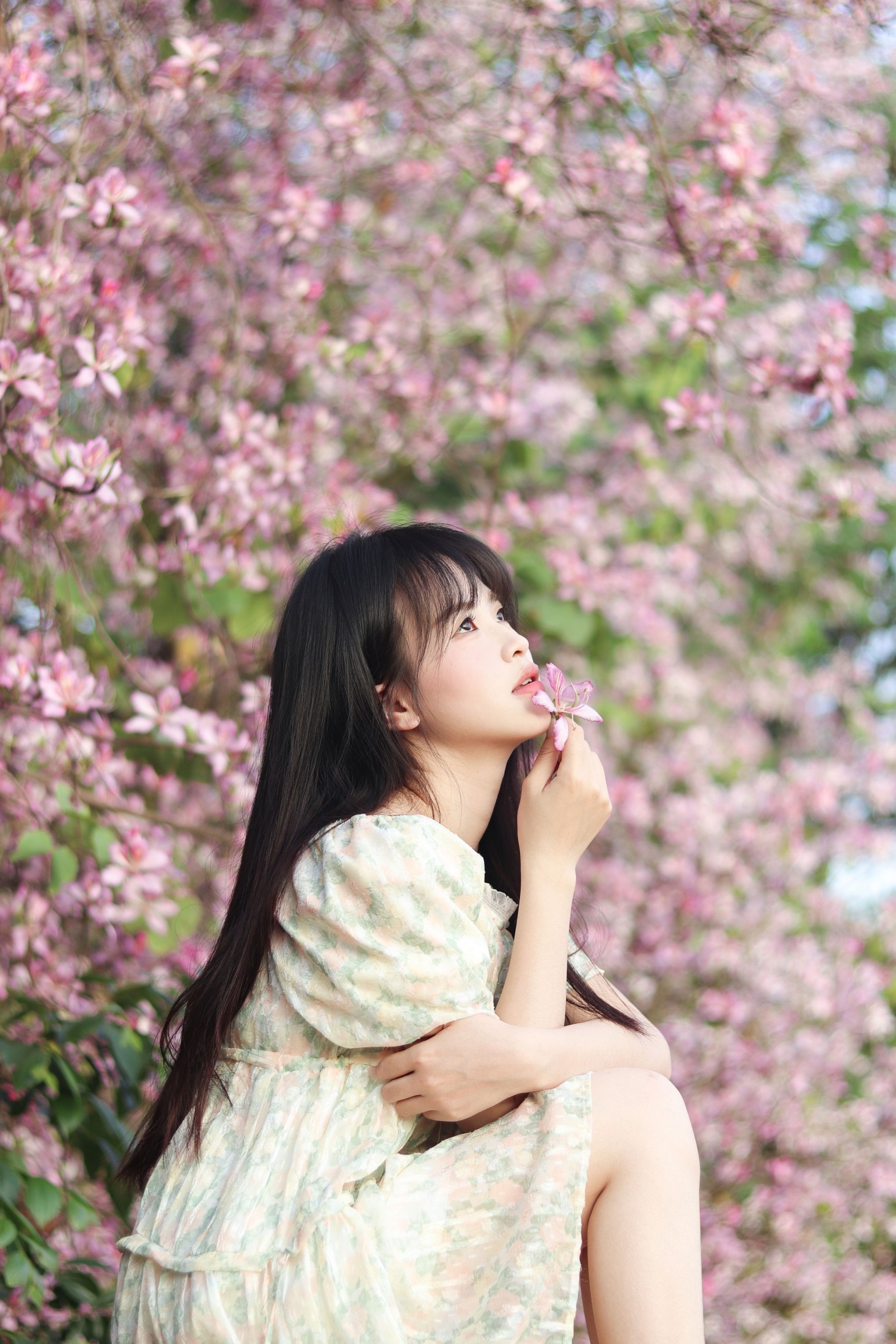 《紫荆花满城》[21P]