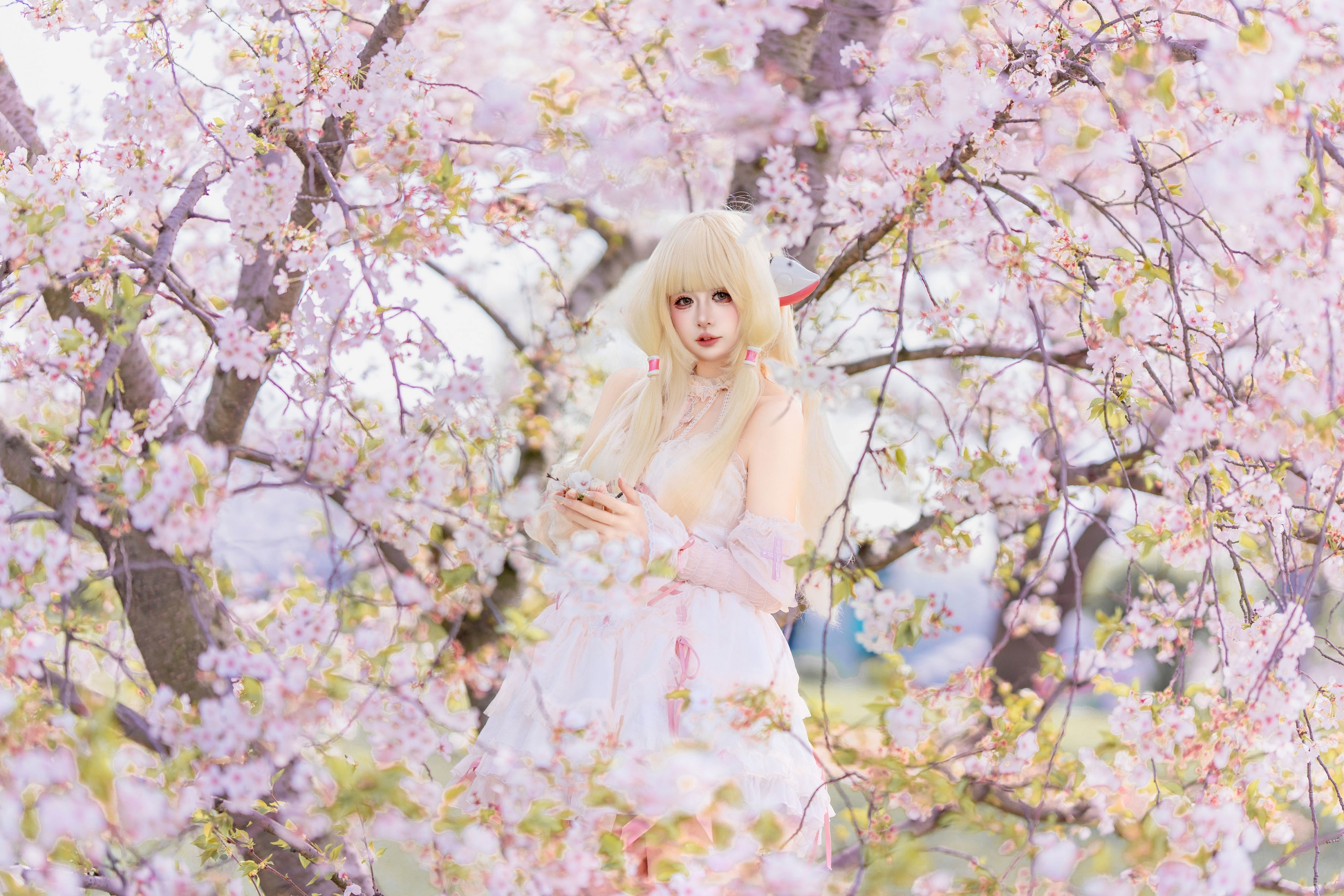 《小叽樱花》[30P]