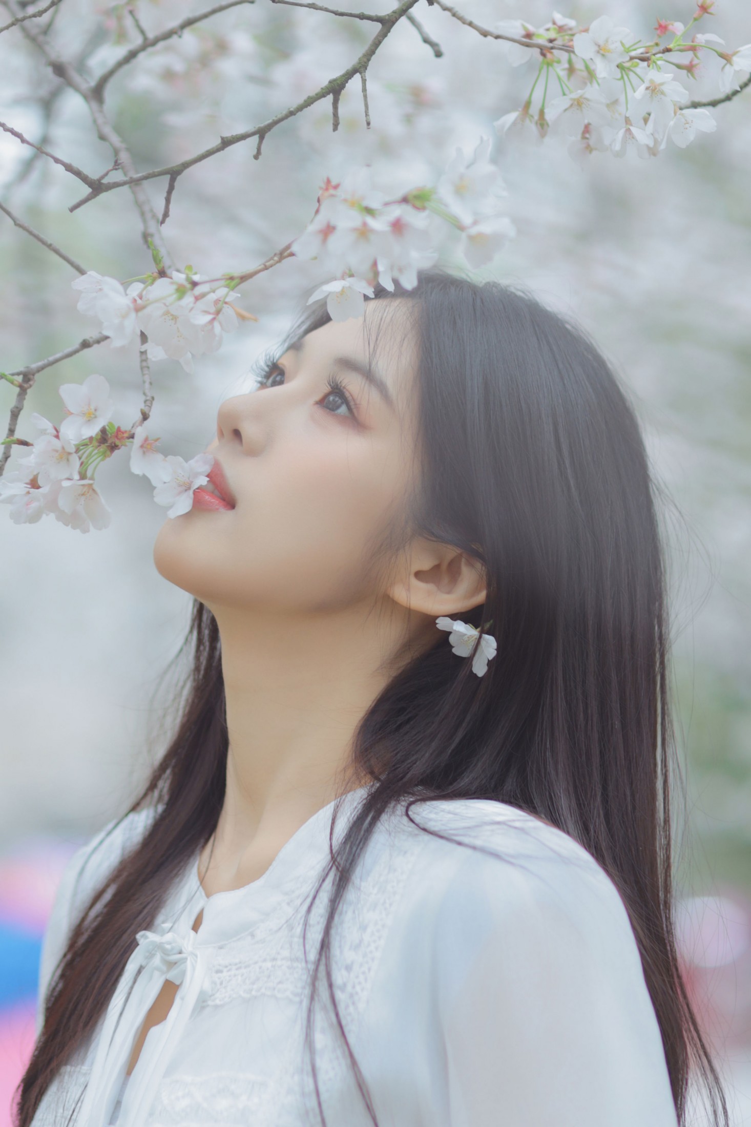 西西 - 《白色樱花》[28P]