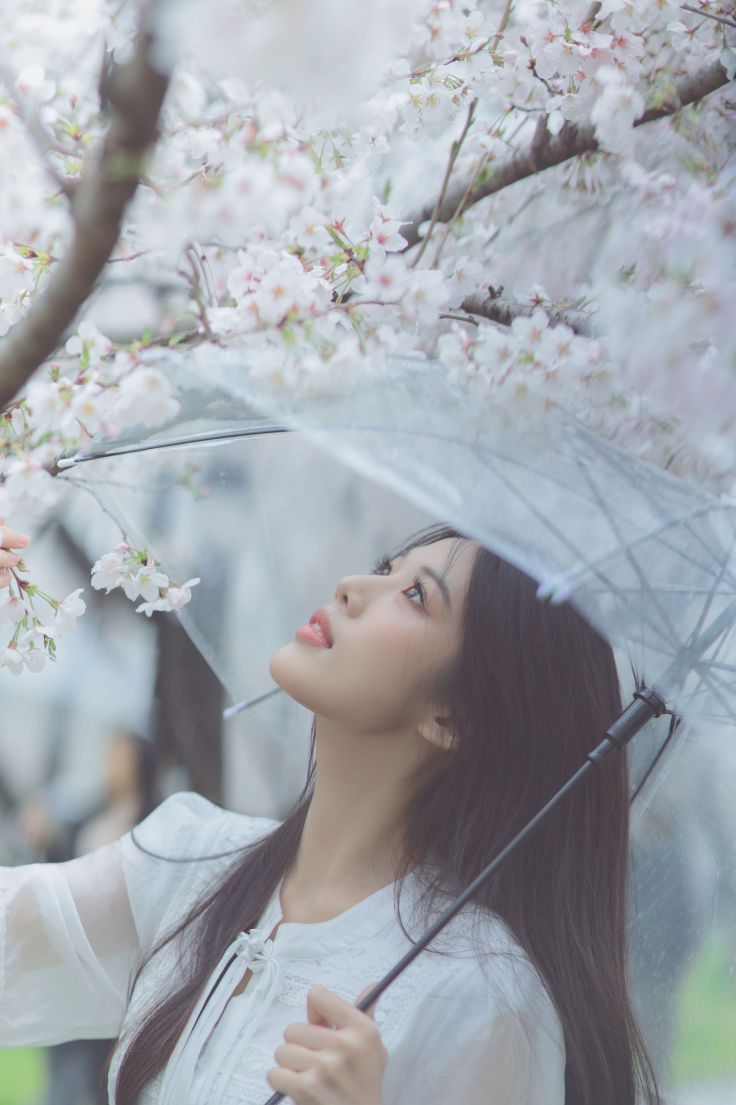 西西 - 《白色樱花》[28P]