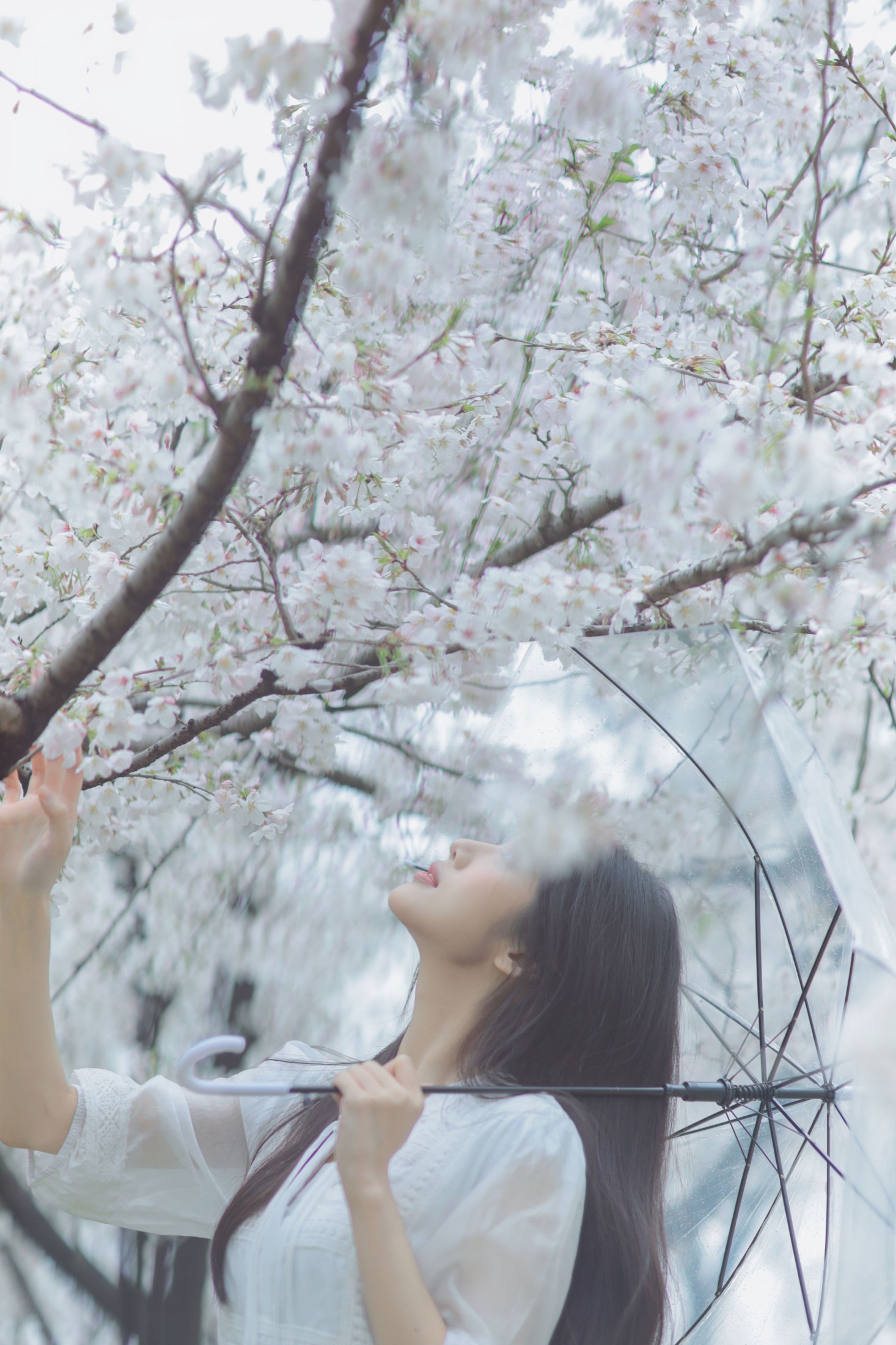 西西 - 《白色樱花》[28P]