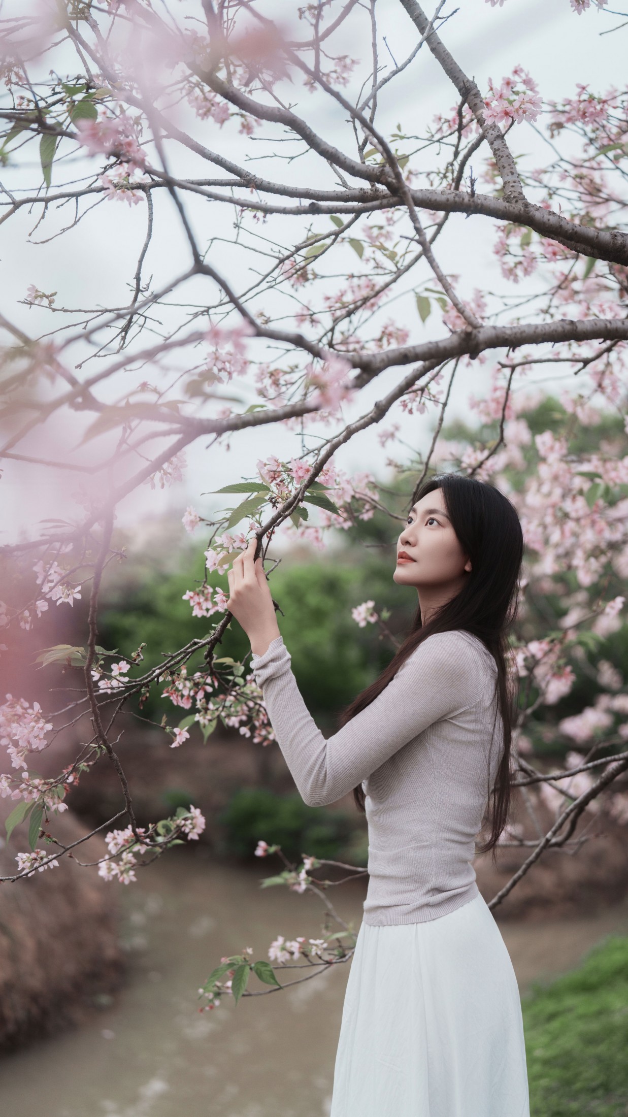 《粉色樱花》[34P]