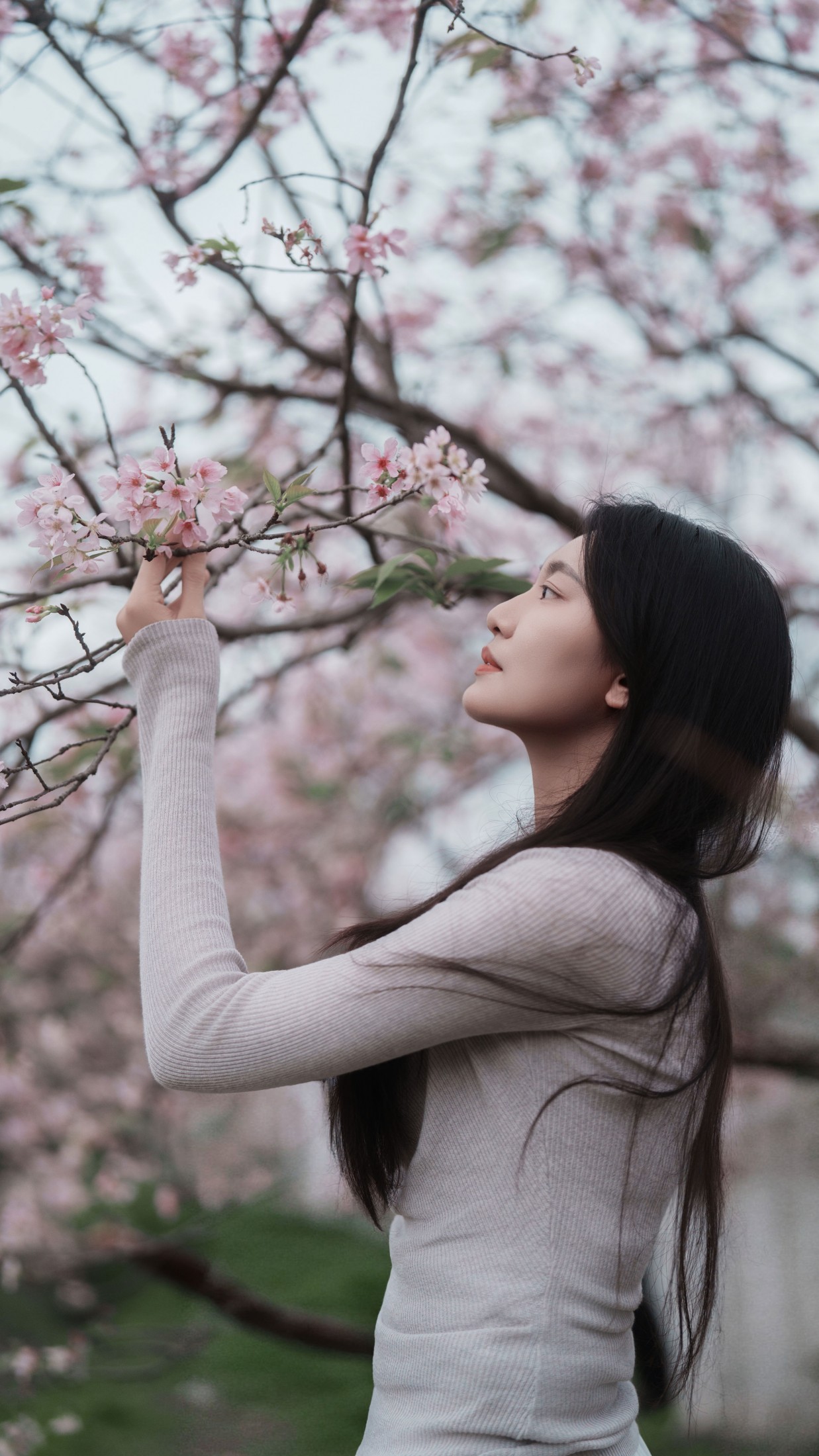 《粉色樱花》[34P]