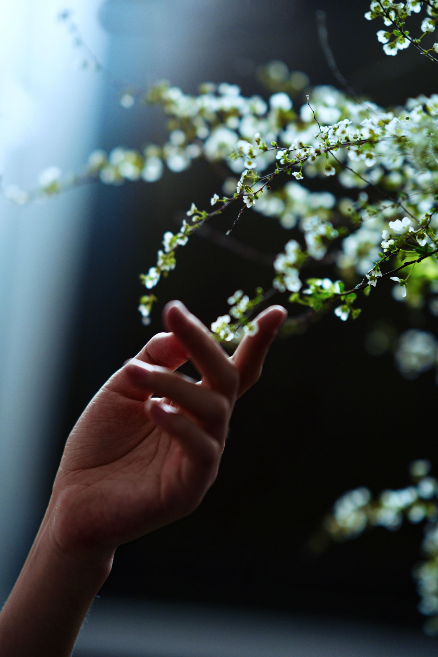 方休。 - 《暗调雪柳情绪大片｜于暗处生长》[9P]