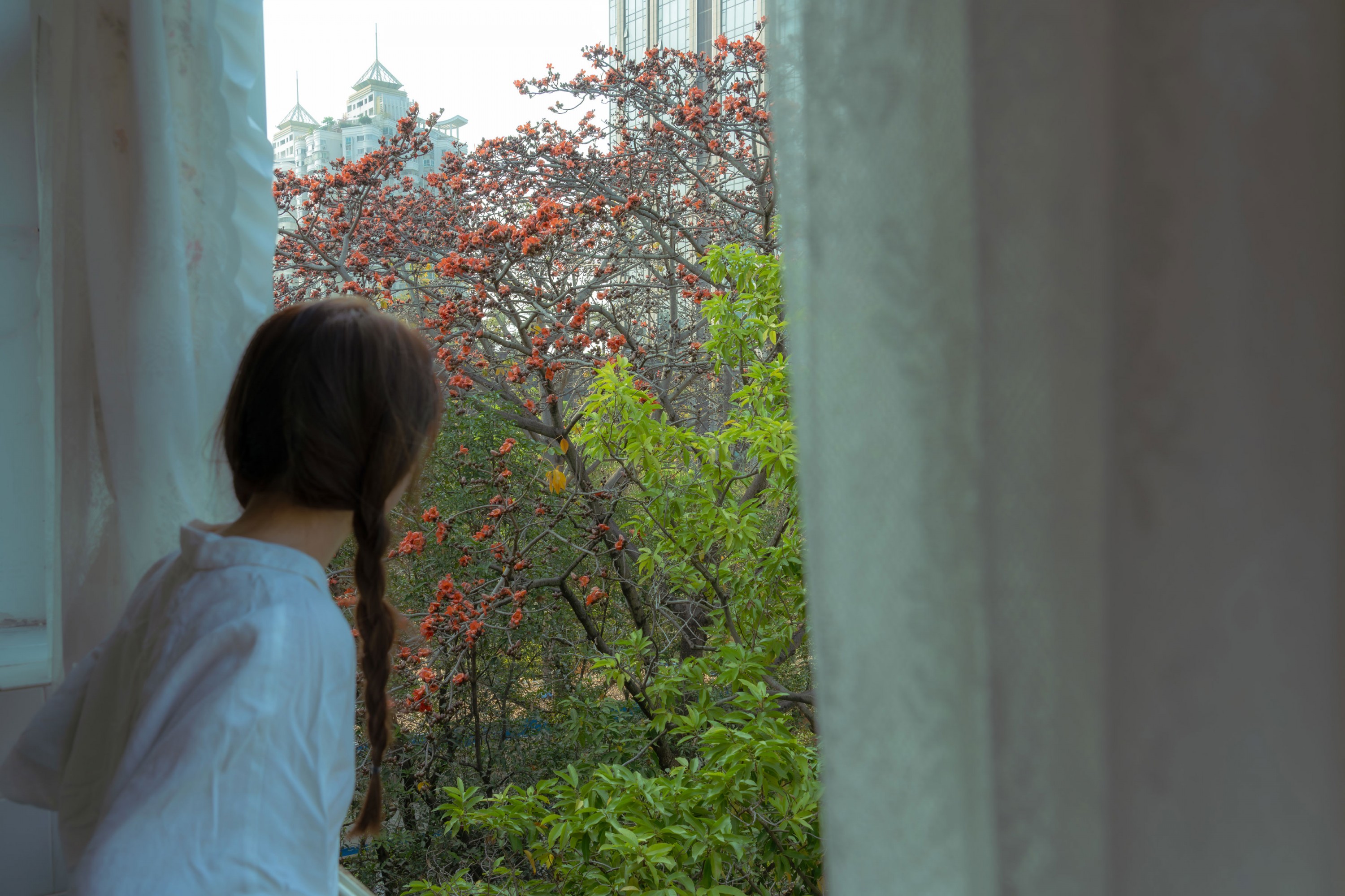 菜菜 - 《老房子旁边有一颗木棉树》[23P]