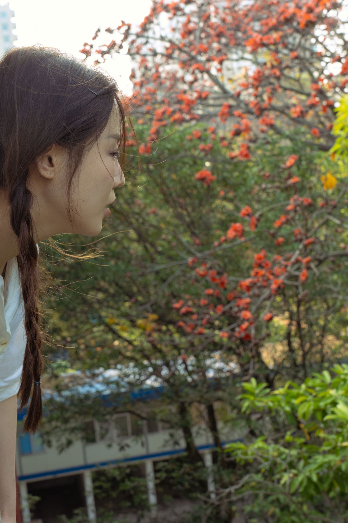 菜菜 - 《老房子旁边有一颗木棉树》[23P]