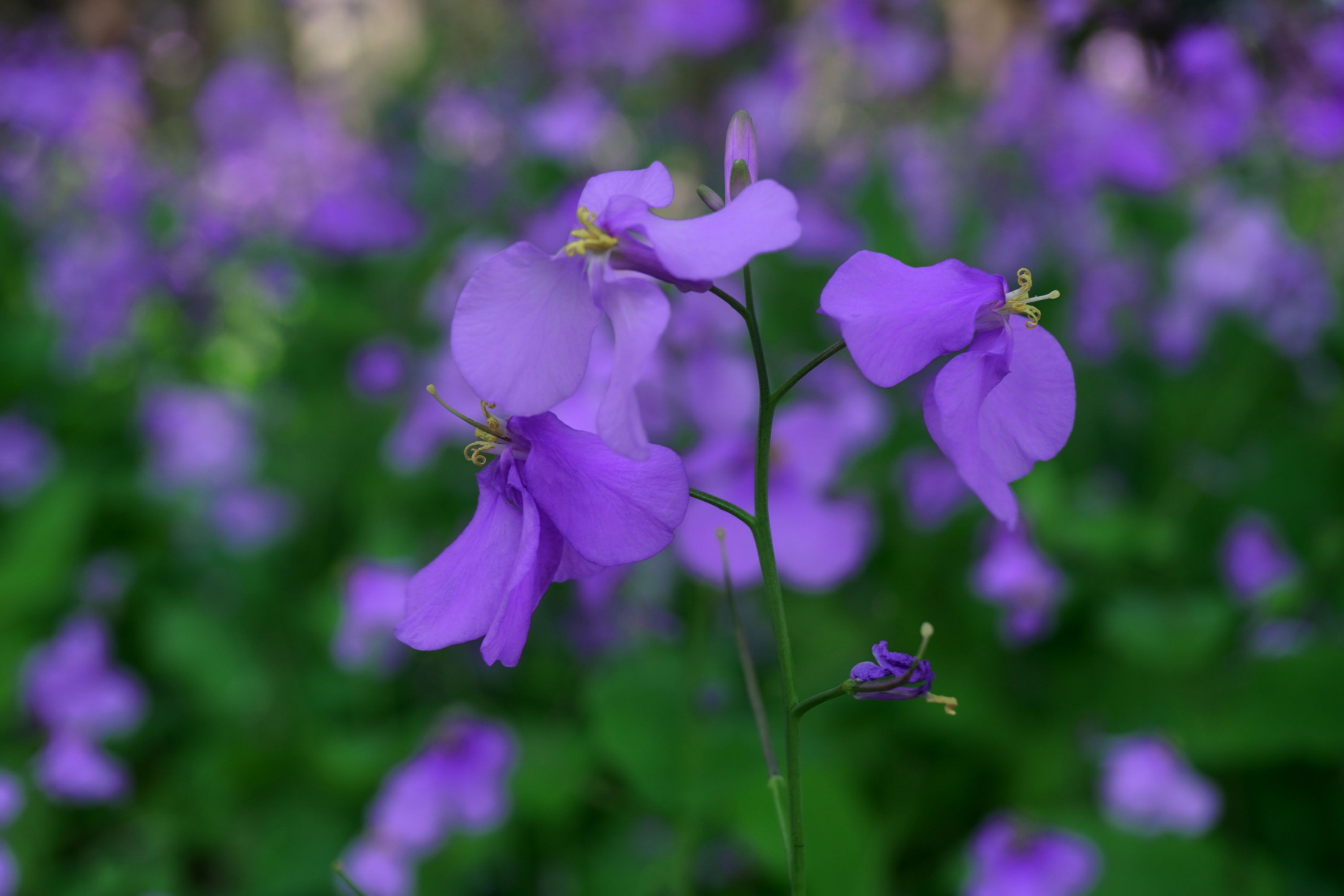 《冬天之美》[11P]