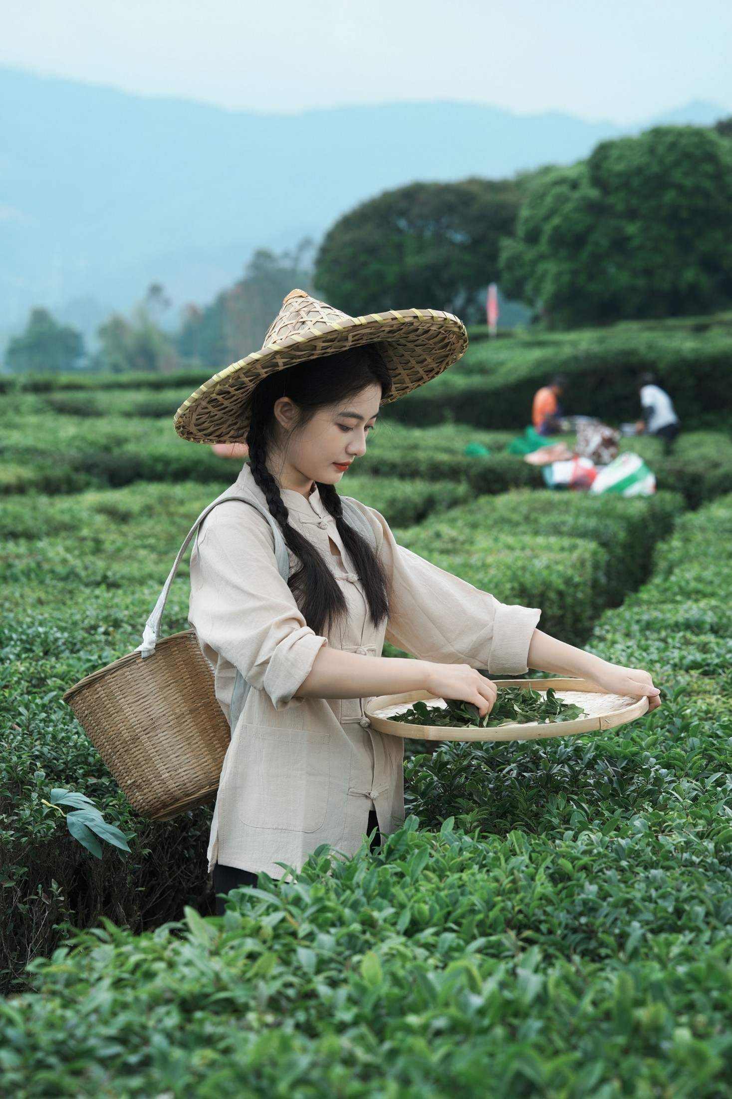 《采茶纪｜把春天，揉进一捧新茶里》[23P]