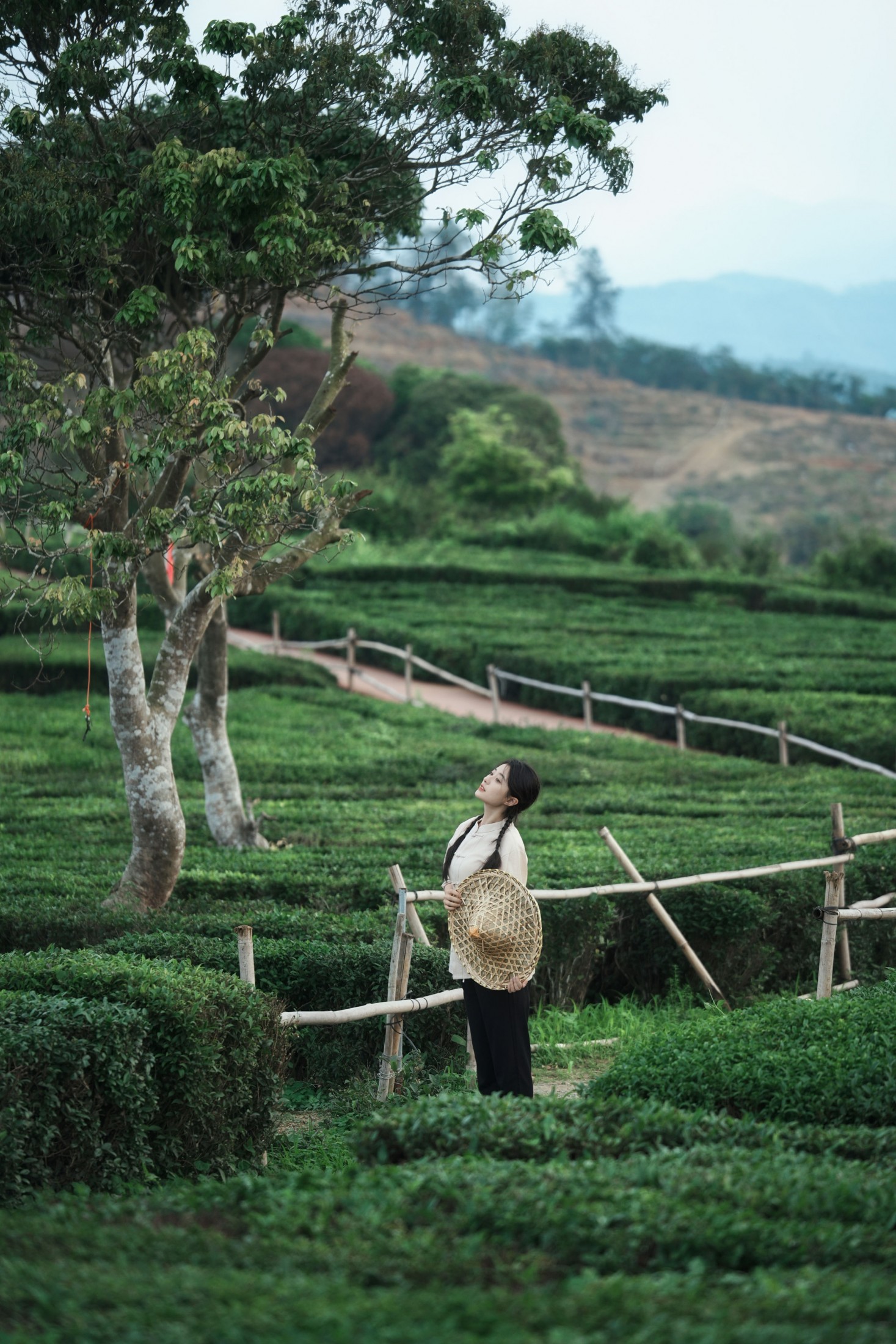 《采茶纪｜把春天，揉进一捧新茶里》[23P]