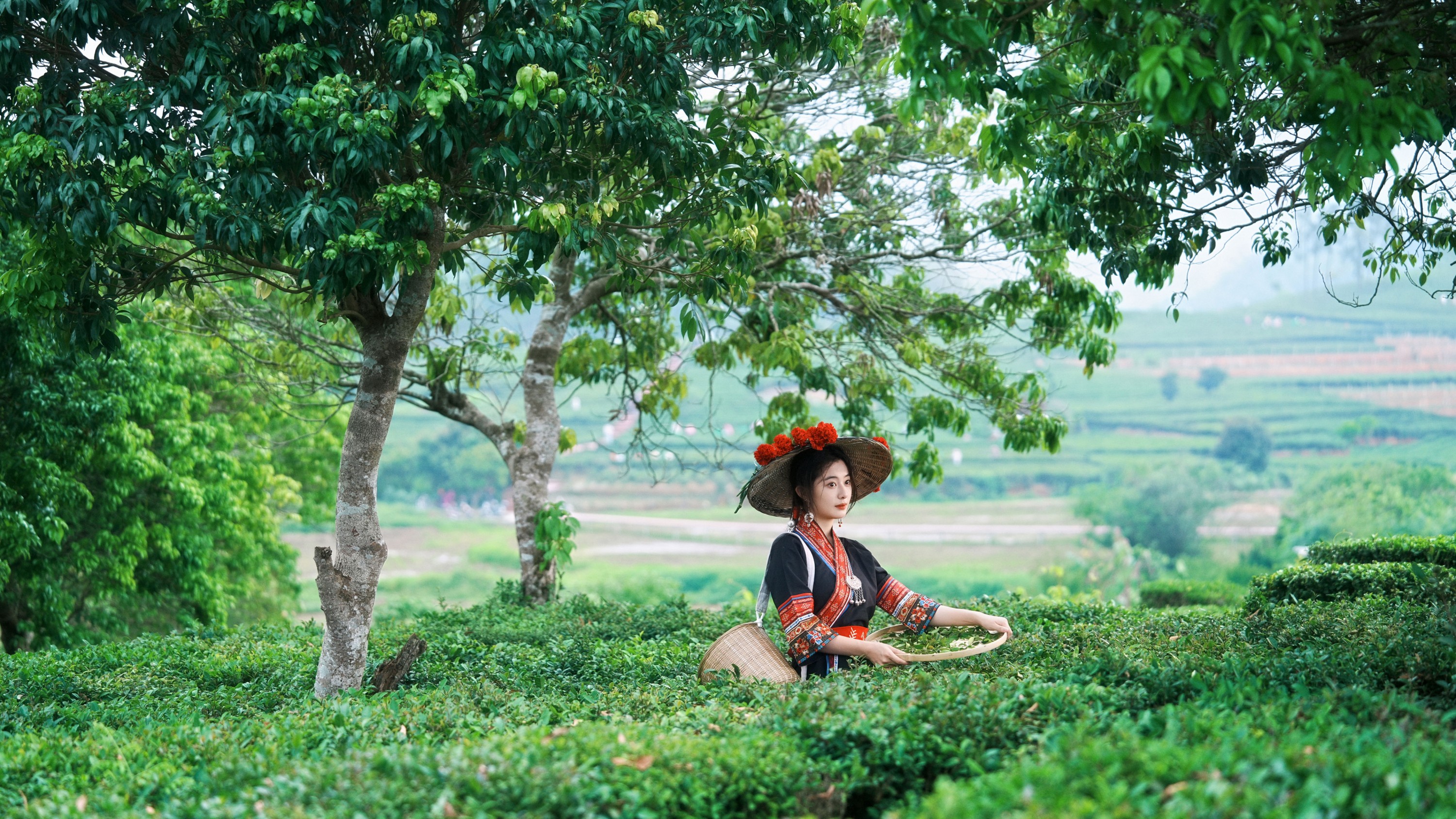 《当畲族的黑红撞色，遇上万亩茶园的青绿。》[26P]