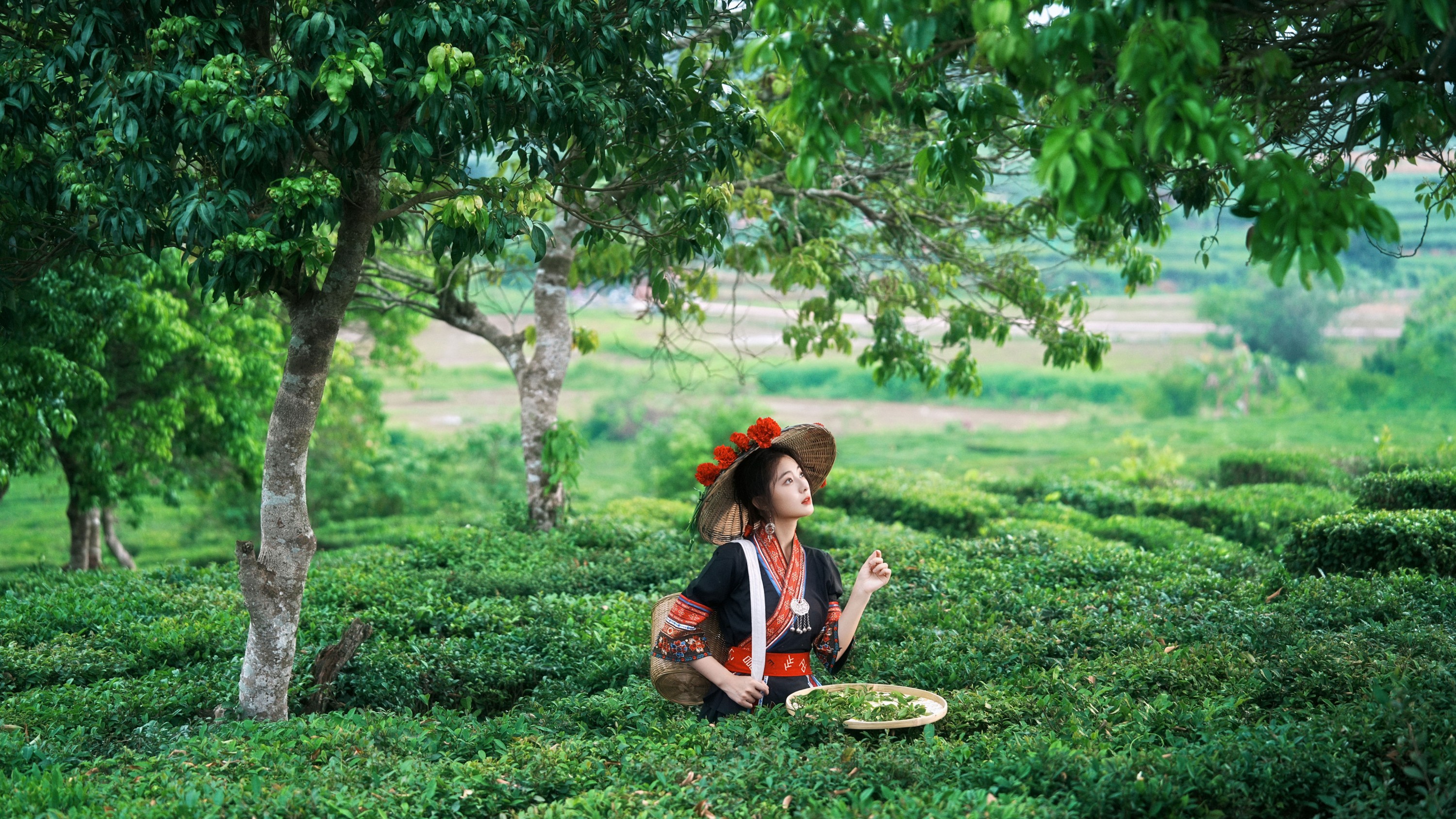 《当畲族的黑红撞色，遇上万亩茶园的青绿。》[26P]