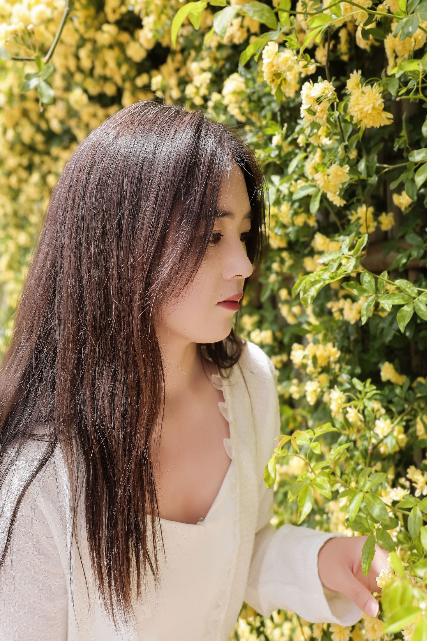 《黄木香白衣模特户外美女》[26P]