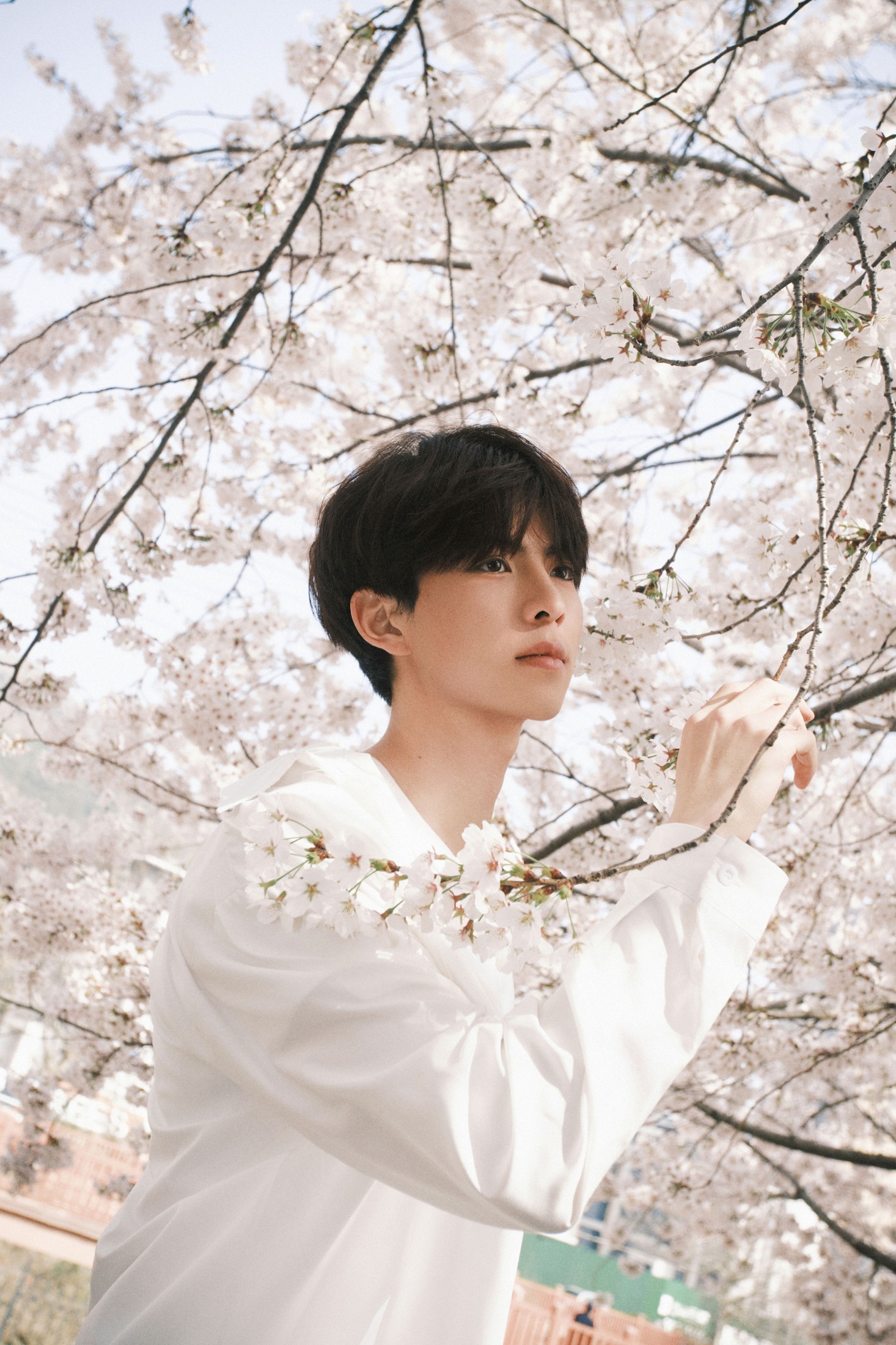 《樱花树下的少年》[52P]