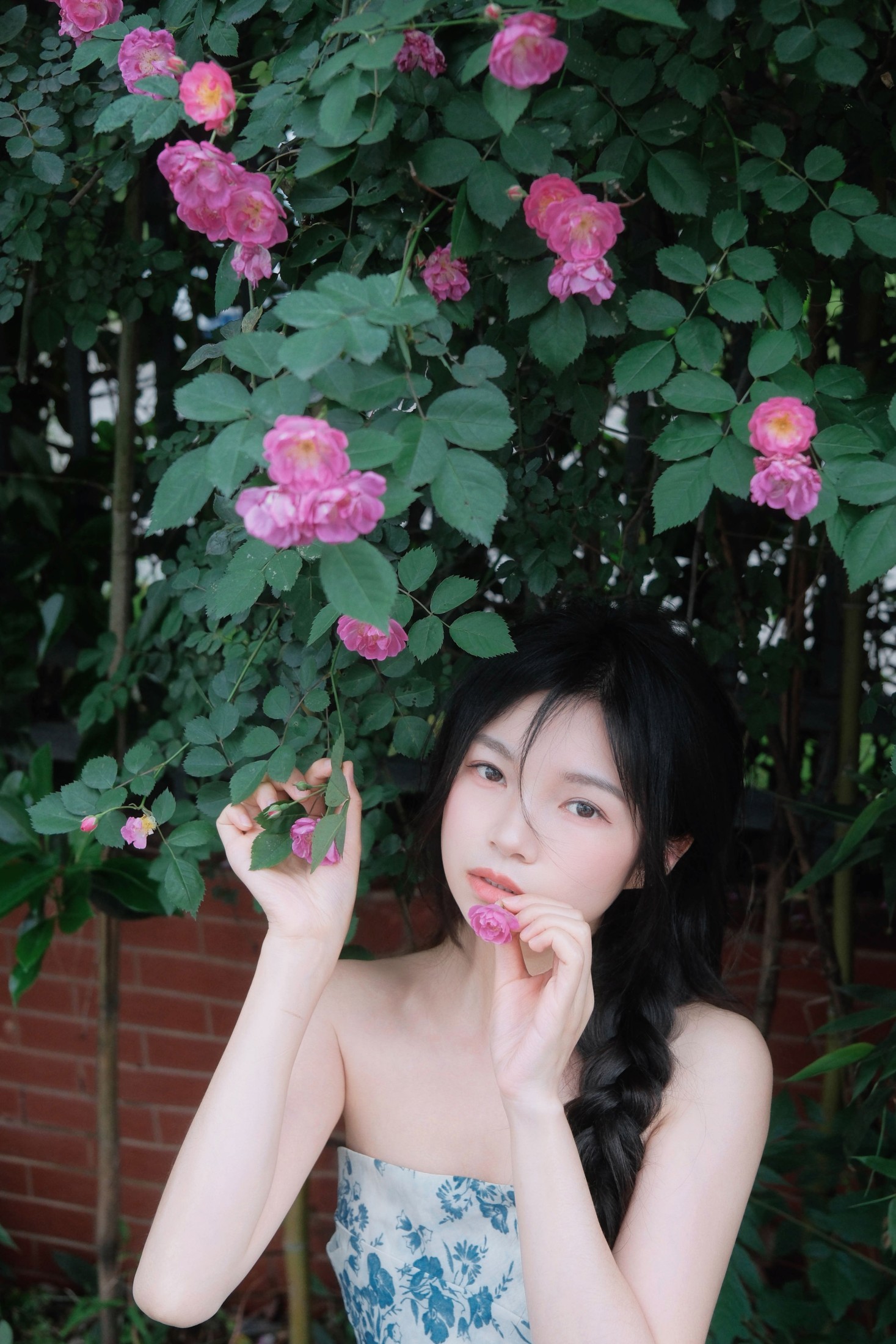 《蔷薇花开》[11P]