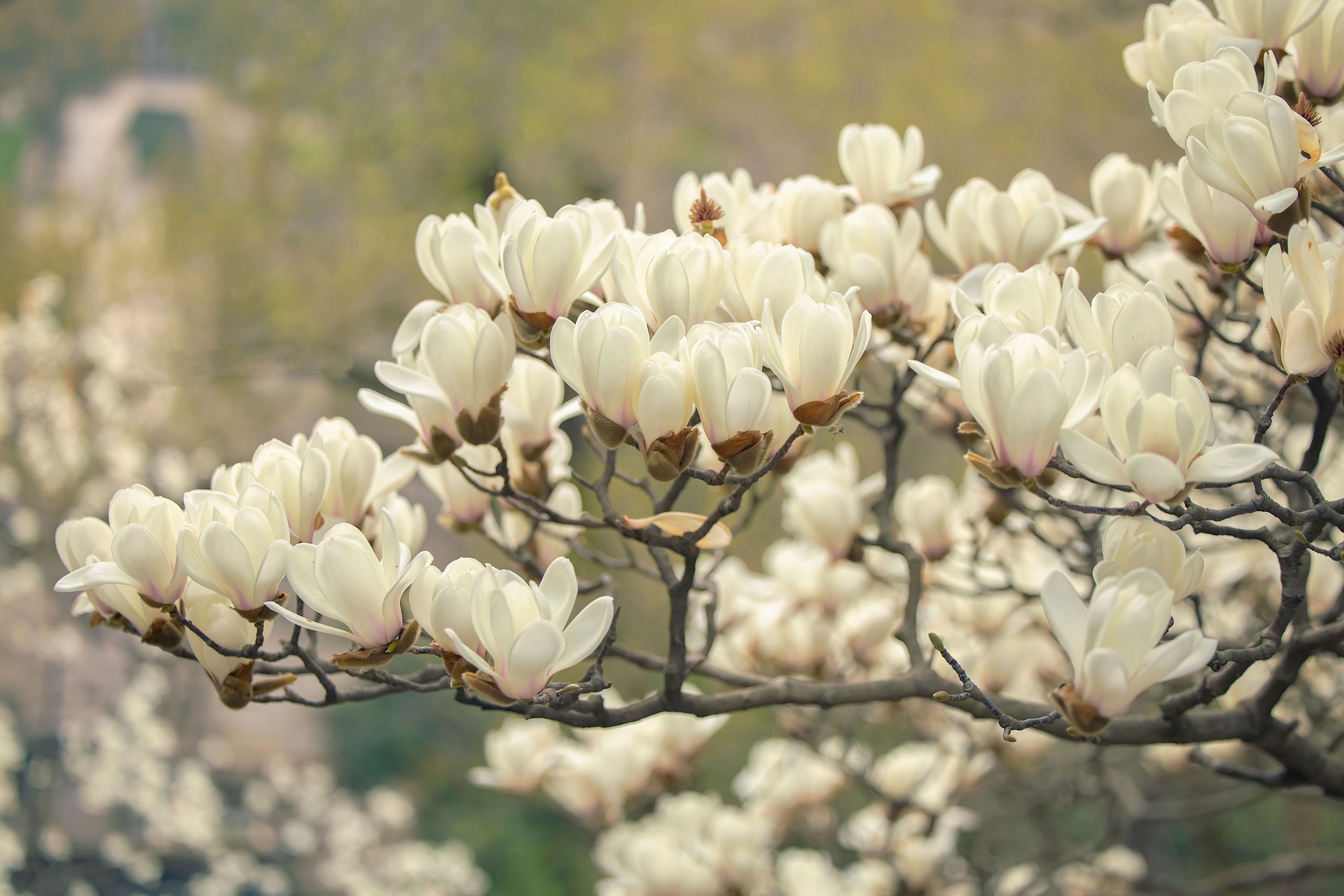 《亭亭玉殿春》[18P]