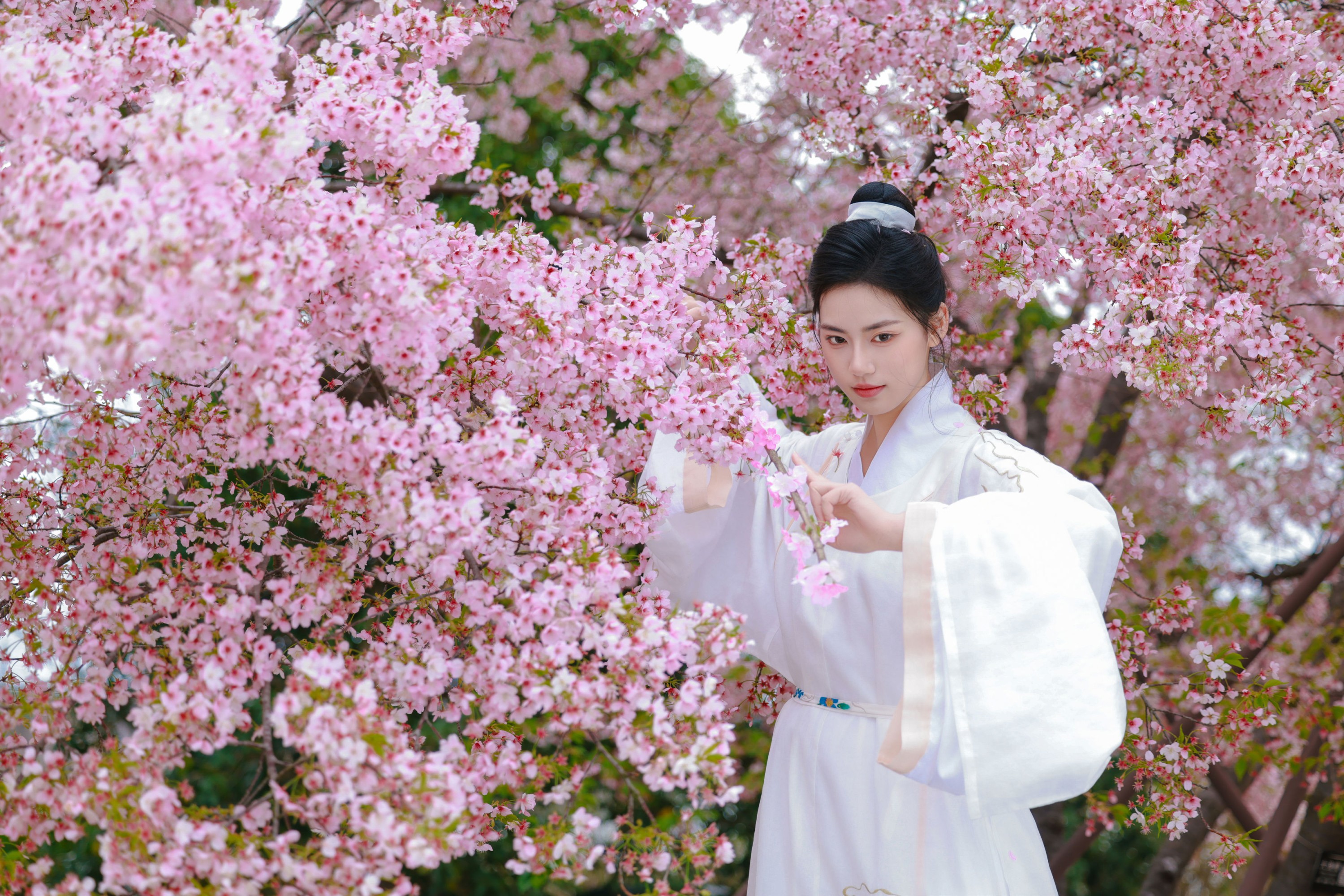 《樱花树下白衣卿》[42P]